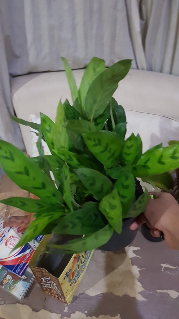 Tanaman Hias Calathea Meranti Bambu-(leopardina)