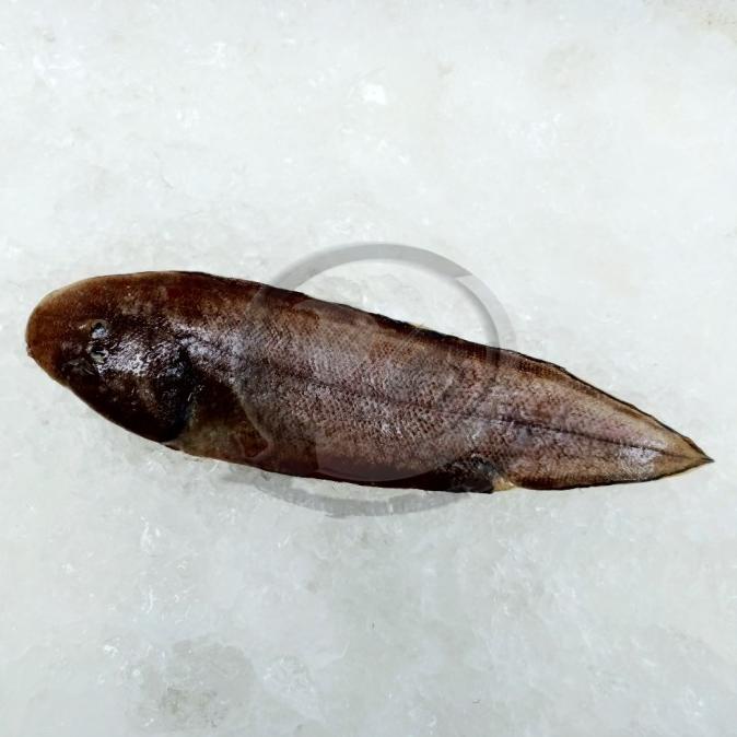 

[COD] Jual Ikan Lidah segar per kg [COD]