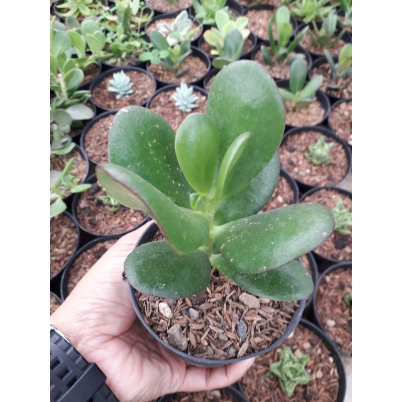 KAKTUS SUKULEN JADE PLANT