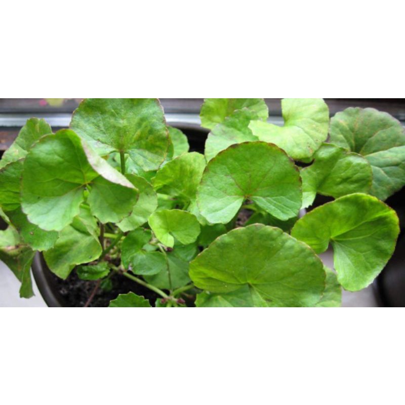 

Daun Antanan 1kg Daun Antanan Lalapan Segar