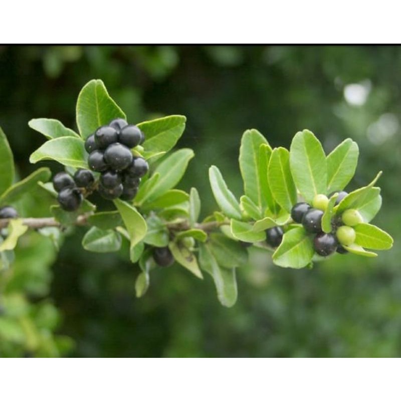 bibit kingkit buah hitam(import)