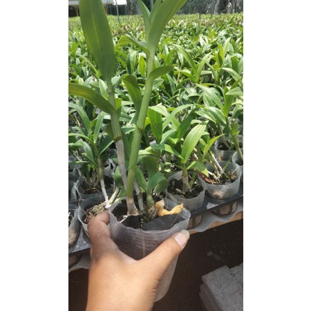 dendrobium dewasa ber id