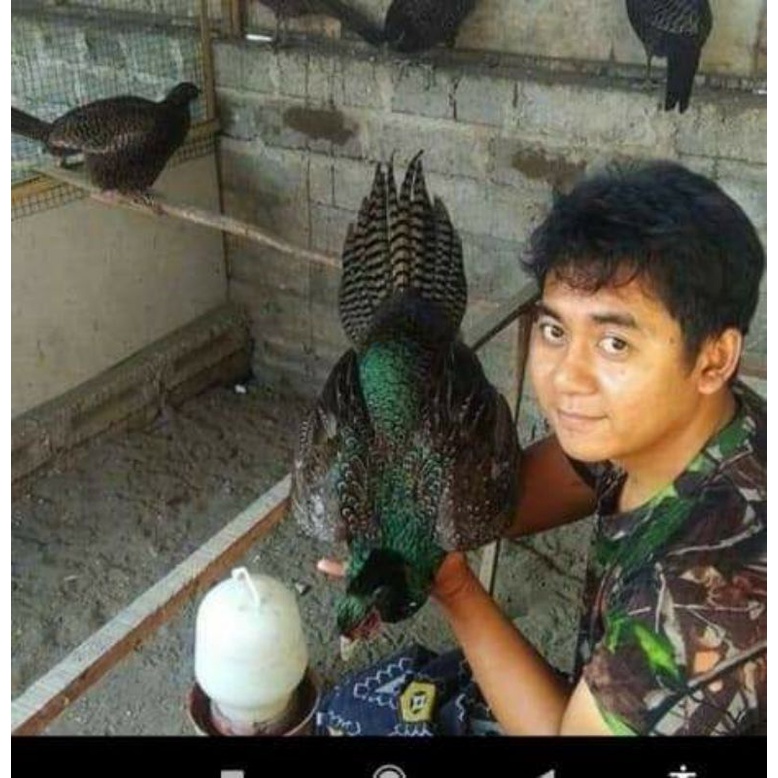 HARGA UNTUK 10 BUTIR TELOR AYAM HIAS RINGNEK PEASENT HIKAU,AYAM ALAS CINA AYAM HIAS MEMPESONA AYAM H