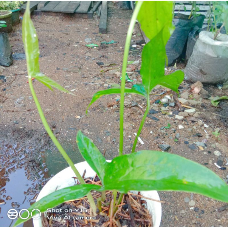 Cyrtosperma Sp Kalimantan