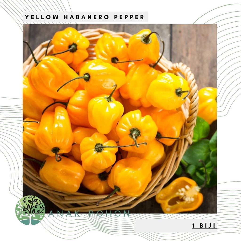 Benih Bibit Biji - Cabai Yellow Habanero Hot Lemon Cabe Habanero Kuning Pepper Seeds - IMPORT