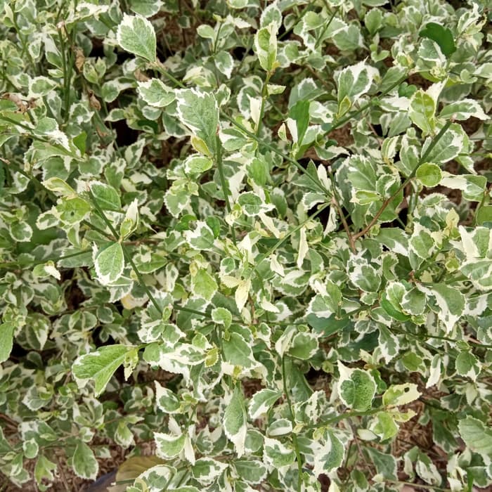 tanaman tetehan varigata - pohon pagar tetehan varigata