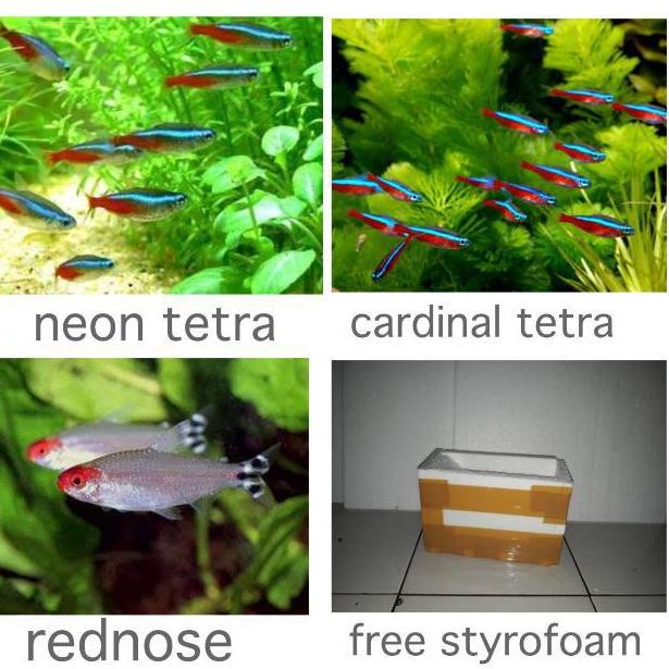 [PROMO FQA35] Paket neon tetra + Cardinal tetra + rednose tetra Terupdate