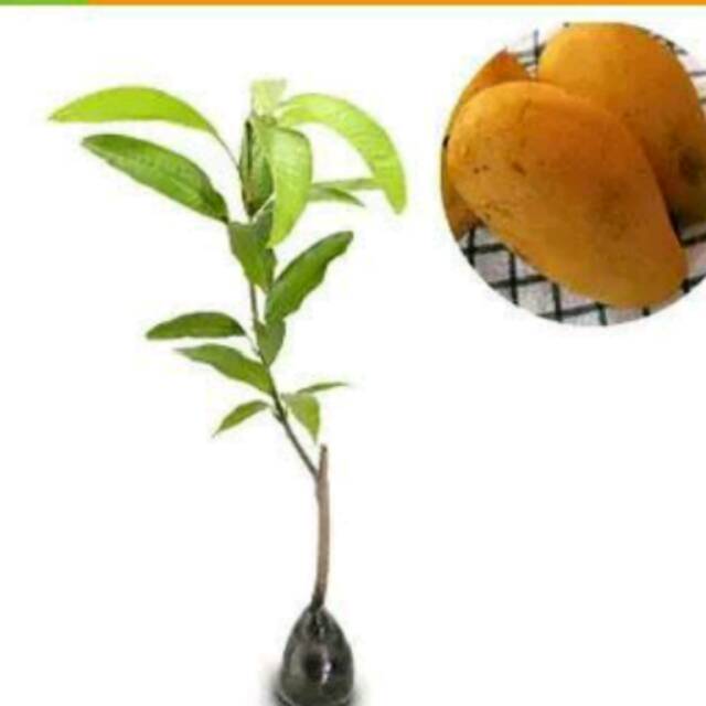 BIBIT BUAH MANGGA CHOKANAN ASLI BERKWALITAS