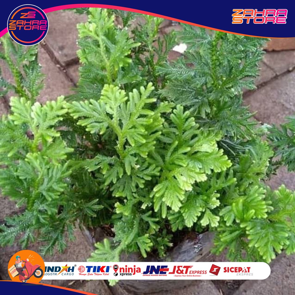 

Daun Cakar Ayam Segar Herbal-Knker/Radang paru/Bronkhitis/dll zs
