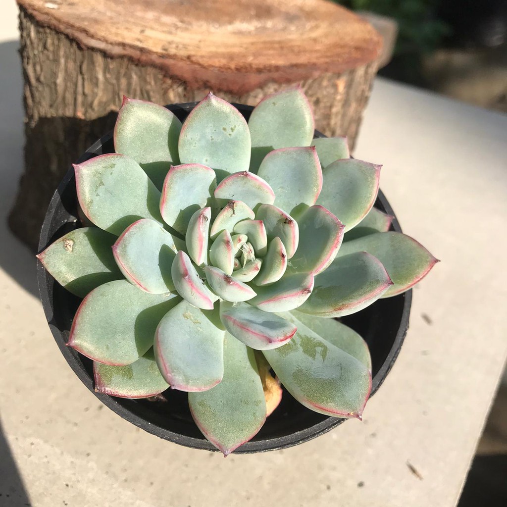 Tanaman Hias Hidup Kaktus Sukulen Echeveria 'Pinkline