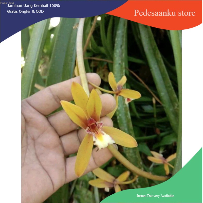 Bibit anggrek cymbidium finlaysonianum / cymbidium kuning