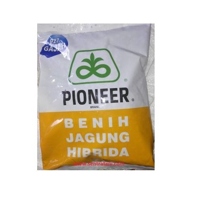 jagung hibrida "pioneer 21" P 21