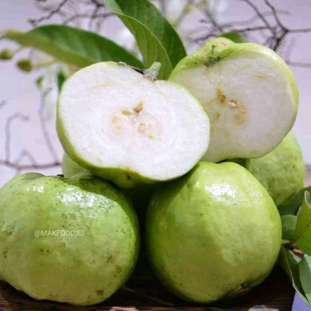 Bibit jambu kristal bibit tanaman pohon buah jambu kristal