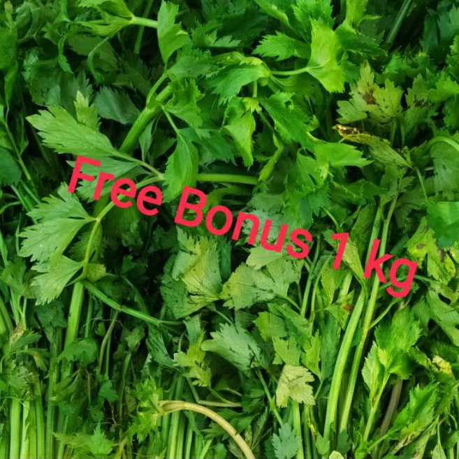 

Daun Seledri 250 gr + Gratis Bonus