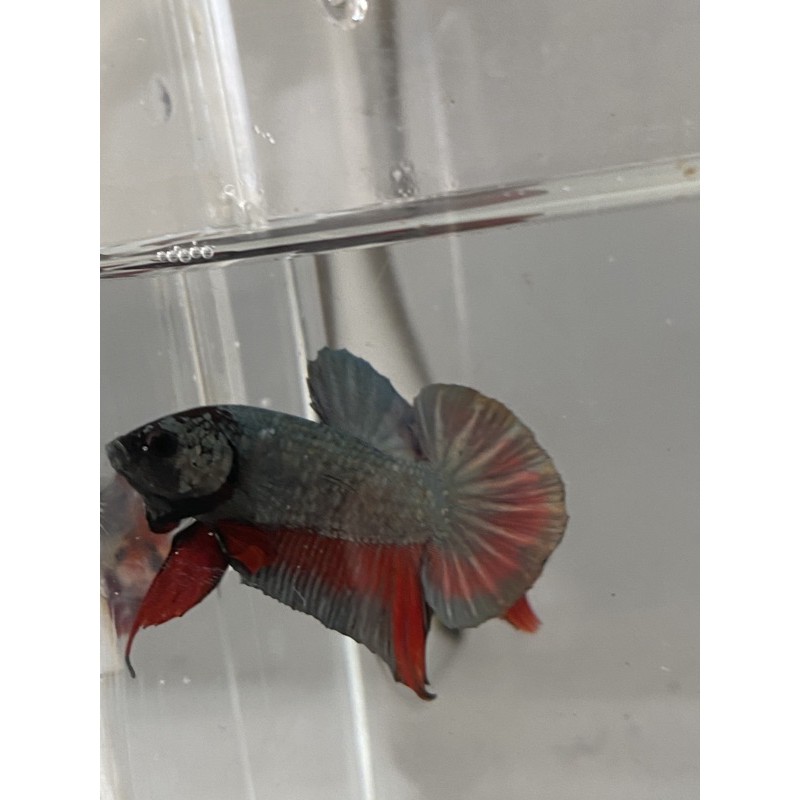 Cupang Bahanan Avatar Gold Cooper