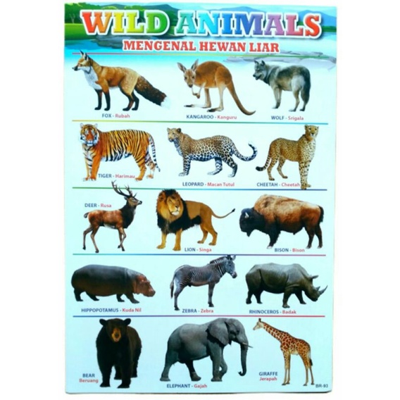 POSTER ANAK EDUKASI MENGENAL HEWAN LIAR