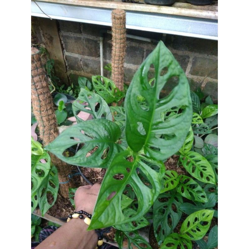 Tanaman Hias rambat Janda bolong Acuminata