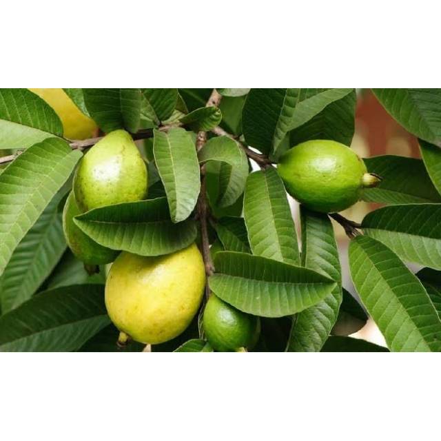 

Daun Jambu Biji/ 500gr