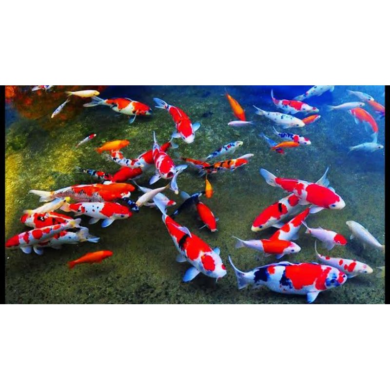 mas koi kohaku sanke tancho sowa minigoy shiro size 14-15