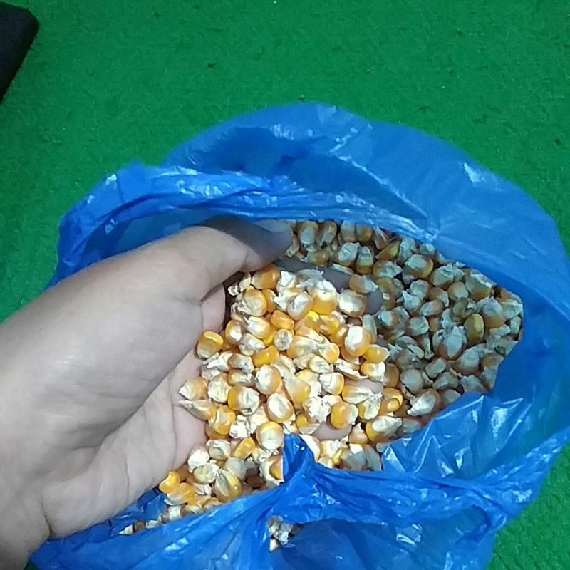 Jagung pipil pakan ayam