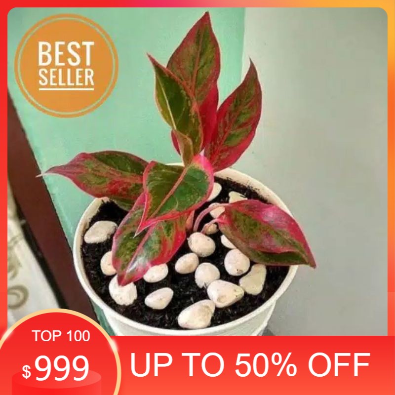 tanaman hias aglonema red lipstick / aglonema red lipstick / red lipstick / aglonema