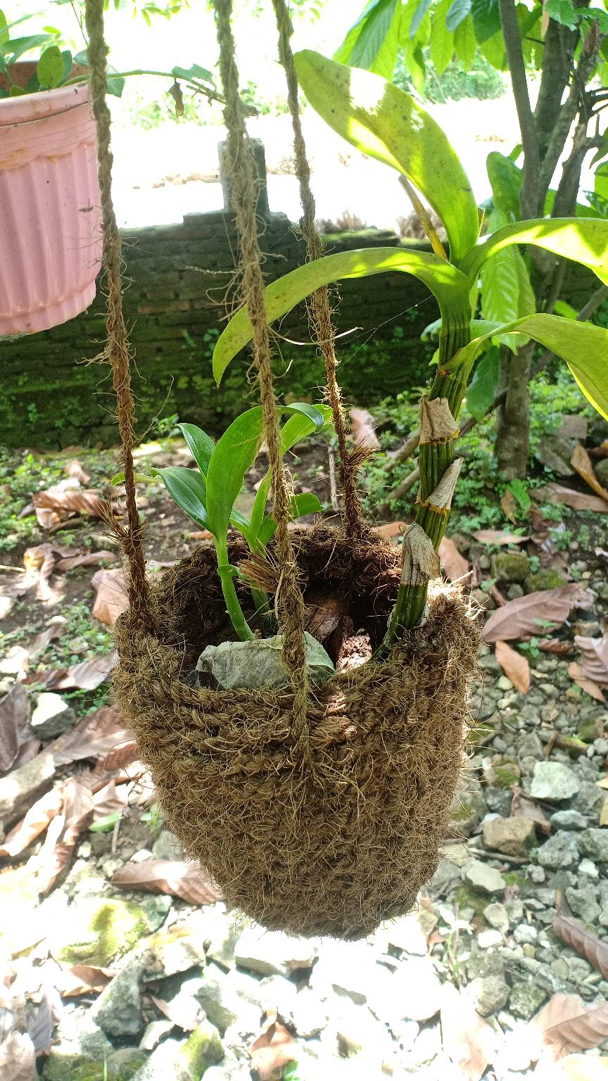 Pot Gantung Sabut Kelapa Anyaman Pot Anggrek Pot Tanaman