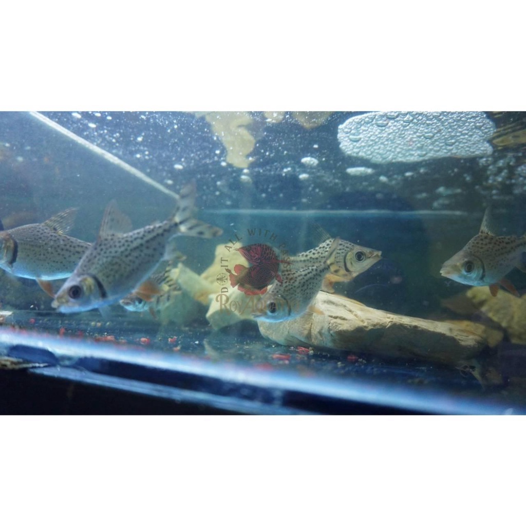 IKAN / RED FEIFENG (RFF) 7 CM - Tankmate Arowana Predator