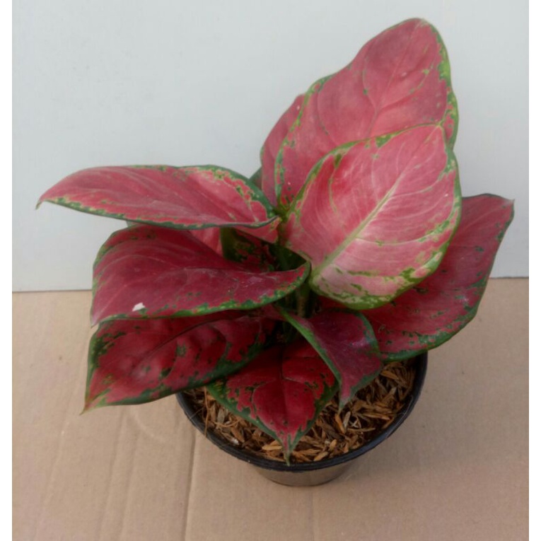 Aglaonema Black Maroon
