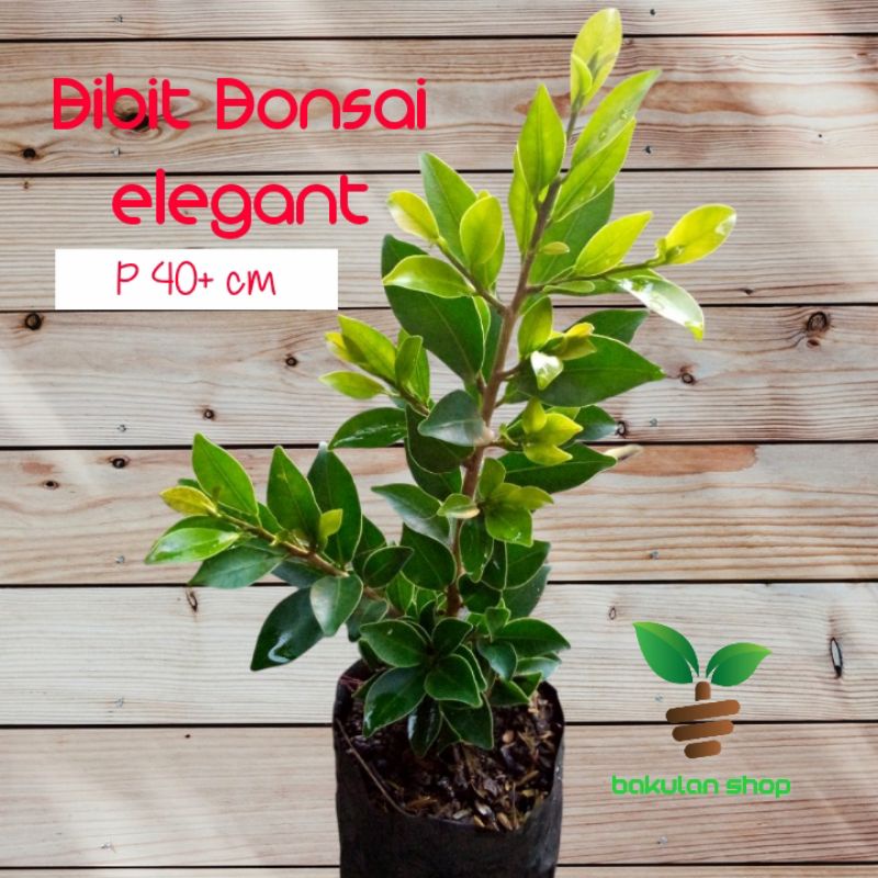 BIBIT BONSAI FICUS ELEGANT