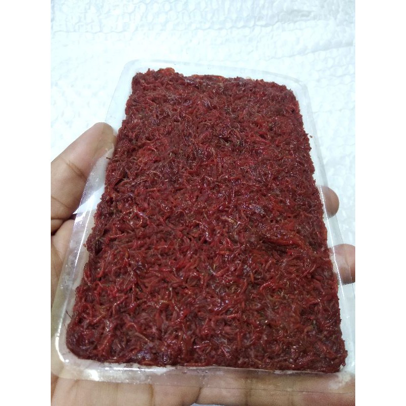 cacing beku/cabek/bloodworm