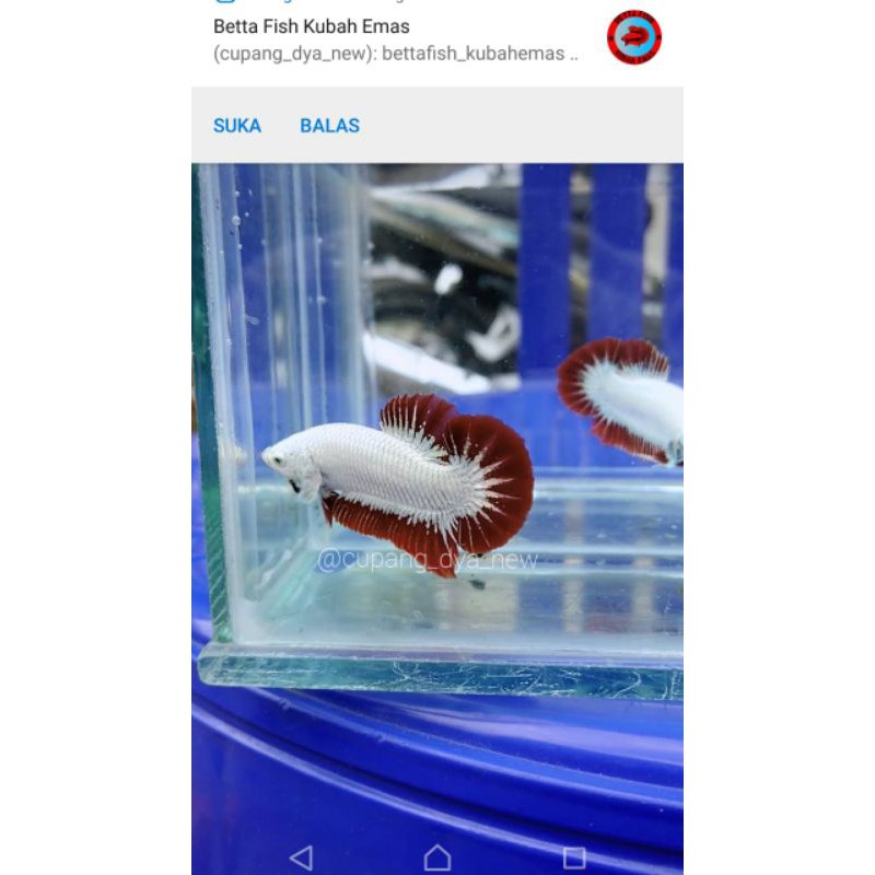 cupang plakat red dragon snow