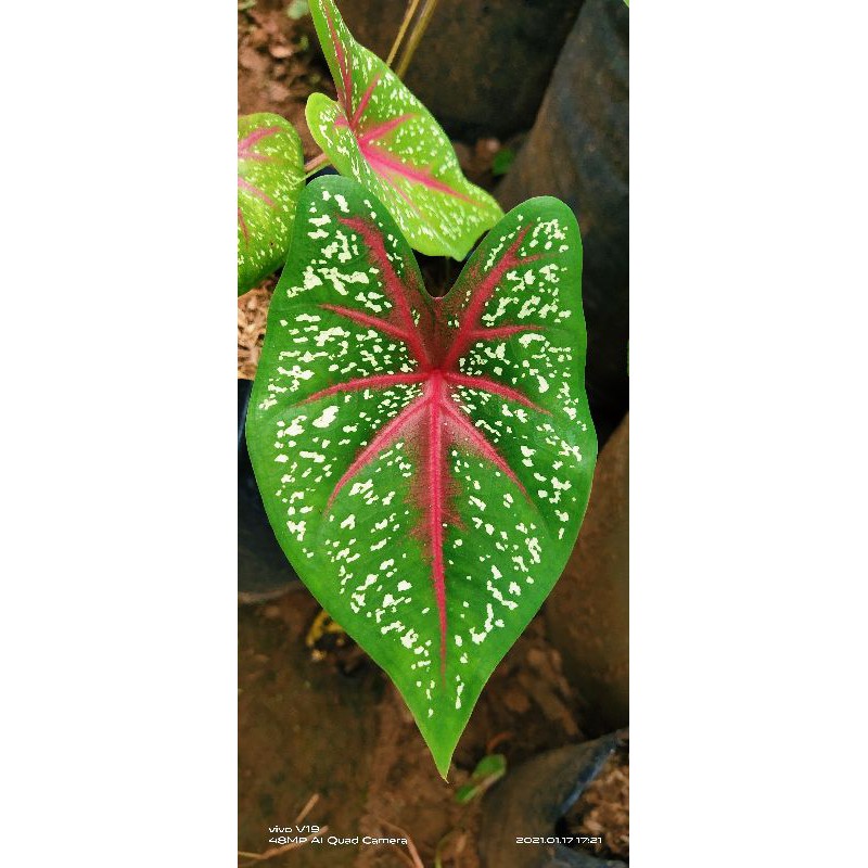 caladium redstar , umbi keladi redstar 1 kg
