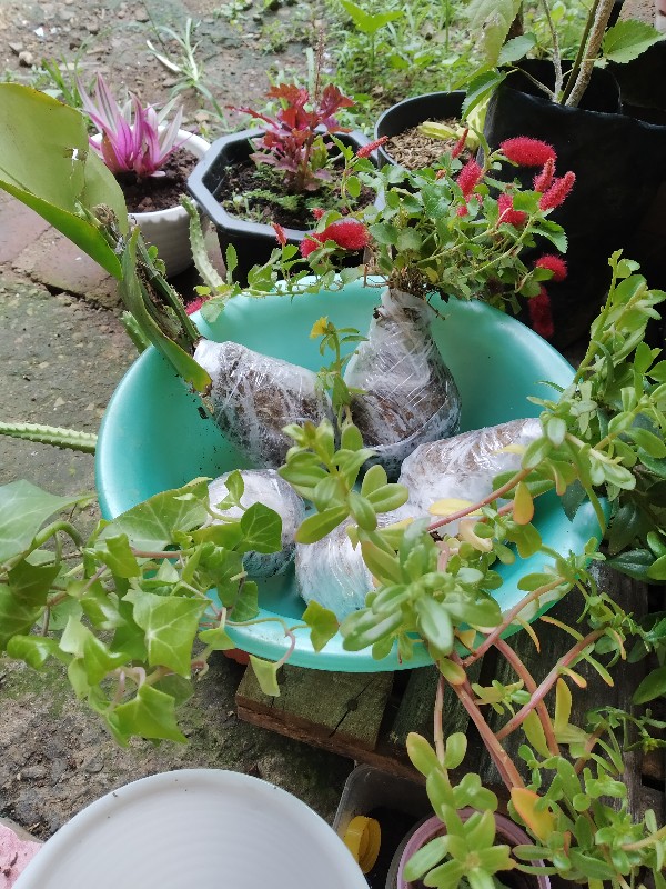 Tanaman Hias Gantung Bunga Ivy Varigata / Hedera Helix Glacier