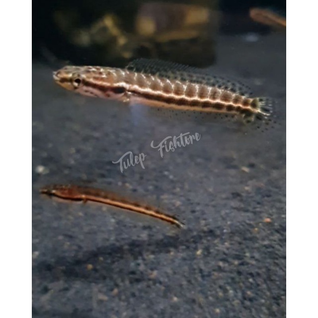 Termurah Channa unik bangkanesis