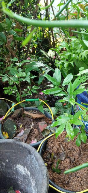 Ready Bibit Buah Leci Biwa Berbuah Dan Berbinga