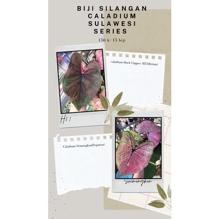 CS Series, biji silangan caladium black copper/Caladium H51 dan caladium srimongkon