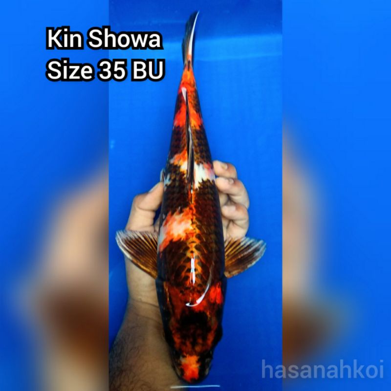 Ikan Koi Kin Showa 4009