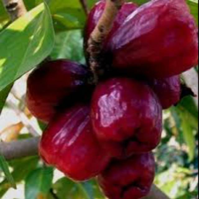 Jambu jamaika