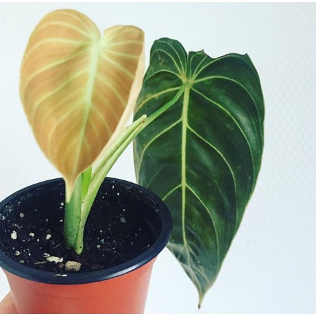 Apa Perbedaan Philodendron Melanochrysum Vs Micans