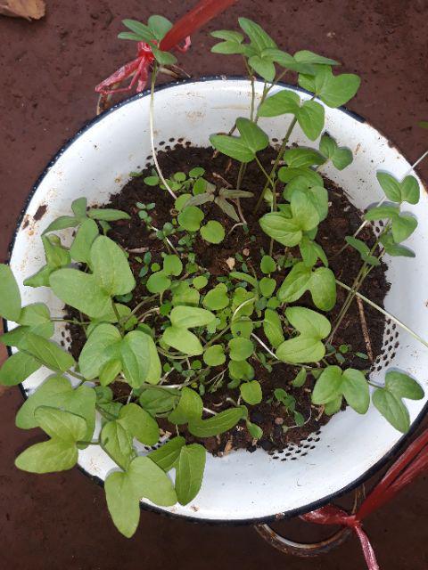 (benih)biji Bunga Mawar Kuning Langka