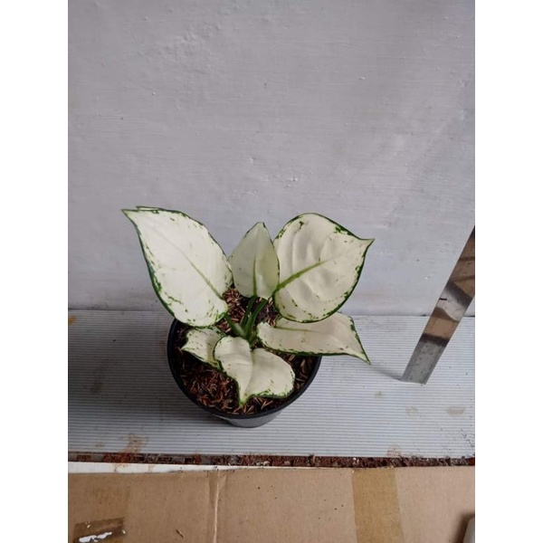 Promo aglonema Super white anakan