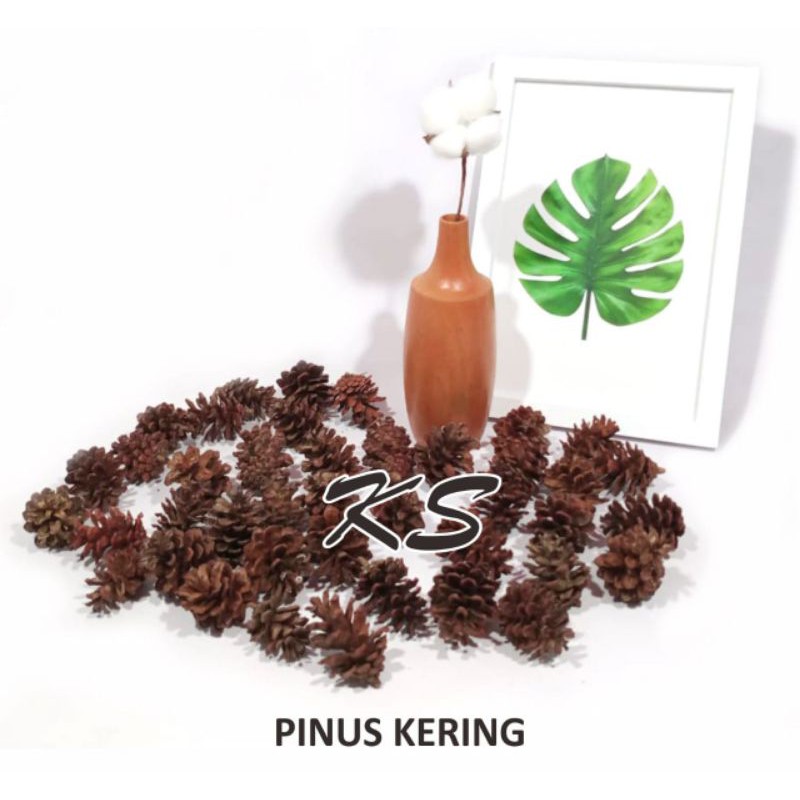 

BUNGA PINUS ISI 8 PCS. UTK HIASAN FOTO / HAMPERS AGAR LEBIH MENARIK