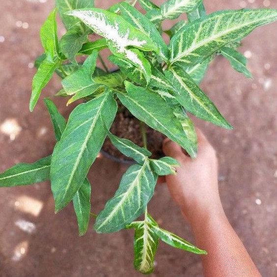 Syngonium Angustatum Little Star / Tanaman Syngonium