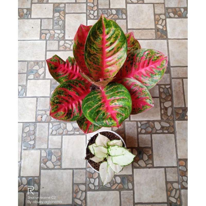 aglonema super white dan wulandari