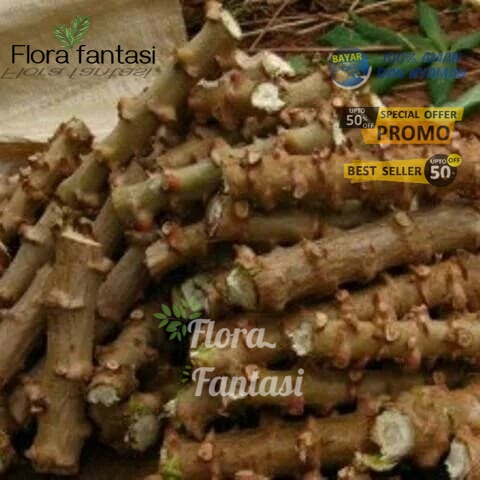 bibit cutting stek singkong pagar / pohon singkong /BUNGA HIDUP TANAMAN HIAS HIDUP/BUNGA HIASAN RUMA