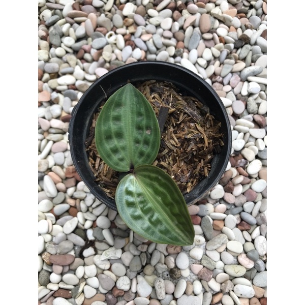 Geogenanthus poeppigii ( Pacing Kura)