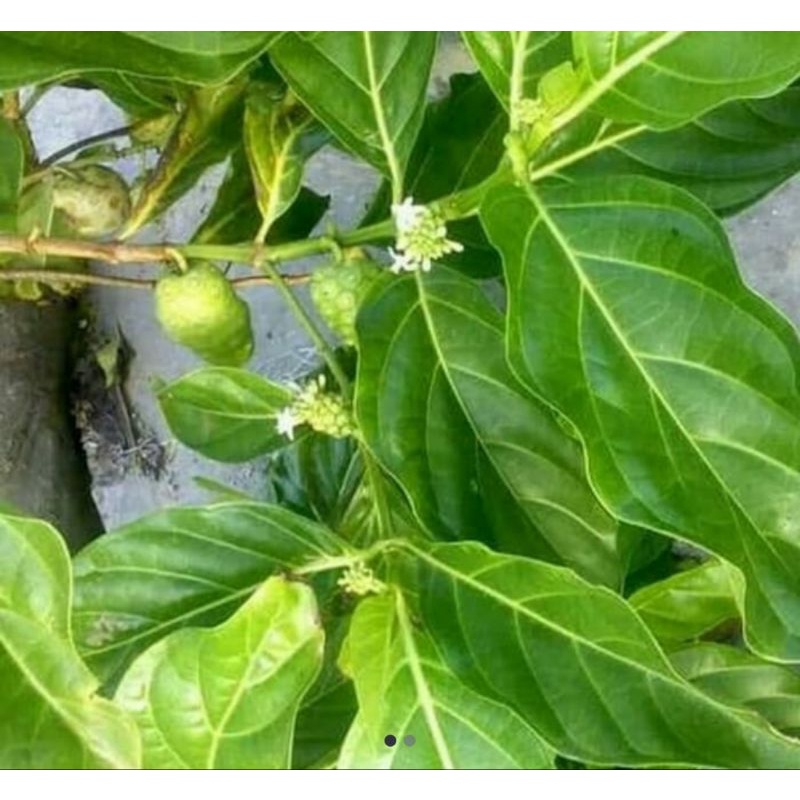 

Daun mengkudu segar 250 gram