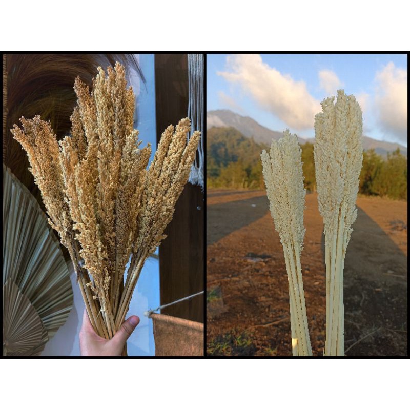 BUNGA CANTEL KERING / BUNGA SORGUM DRIED FLOWER
