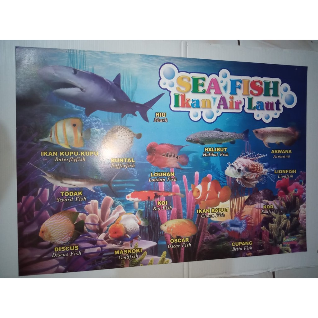 Poster Tema Hewan -  Ikan Laut