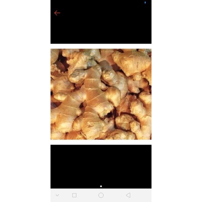 

JAHE REMPAH SUPER BUMBU DAPUR BERBAGAI MACAM KEGUNAAN